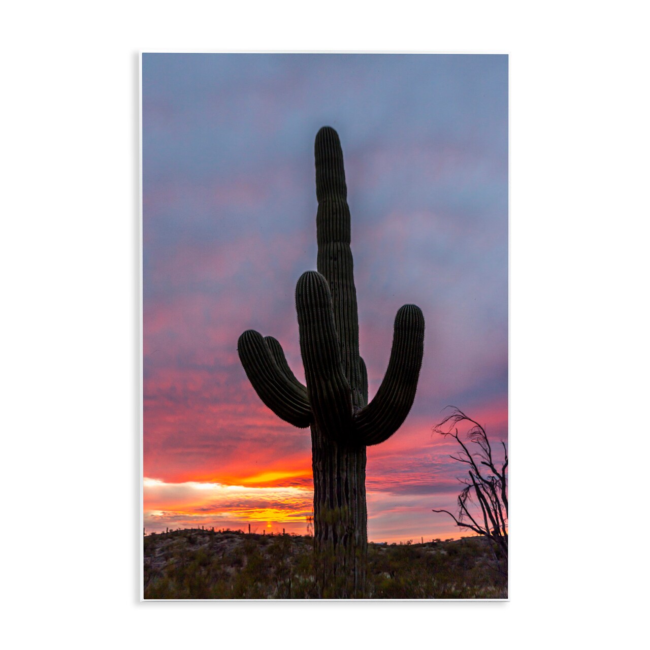 Stupell Industries Arizona Cactus at Sunset Wall Plaque, design by Jeff Poe Photography